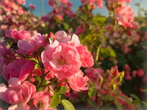 Rosen - Toll für jeden Garten